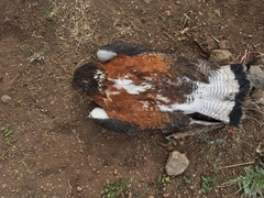 Geranoaetus polyosoma polyosoma
