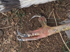 Geranoaetus polyosoma polyosoma