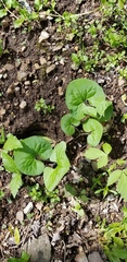Asarum canadense reflexum