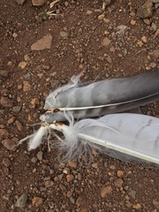 Geranoaetus polyosoma polyosoma