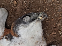 Geranoaetus polyosoma polyosoma