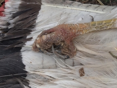 Geranoaetus polyosoma polyosoma