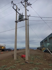 Geranoaetus polyosoma polyosoma