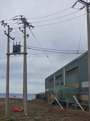 Geranoaetus polyosoma polyosoma