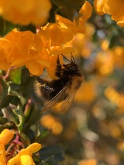 Bombus hypnorum