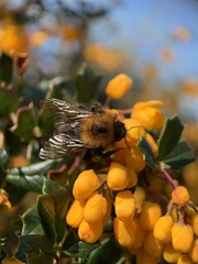Bombus hypnorum