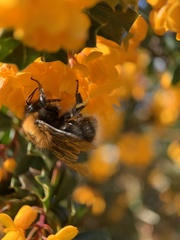 Bombus hypnorum