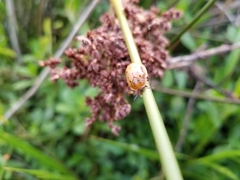 Chelymorpha cassidea