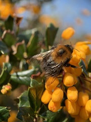 Bombus hypnorum