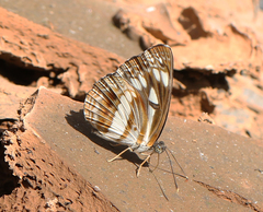 Neptis jumbah nalanda