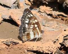 Neptis jumbah nalanda