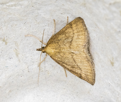 Psammotis pulveralis