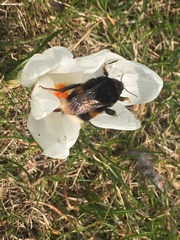 Bombus