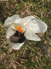 Bombus