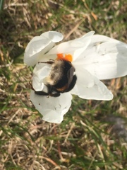 Bombus