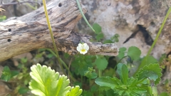 Viola kitaibeliana