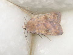 Diarsia canescens