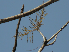Lannea coromandelica