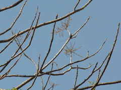 Lannea coromandelica