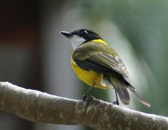 Pachycephala pectoralis contempta