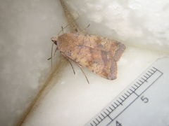 Diarsia canescens