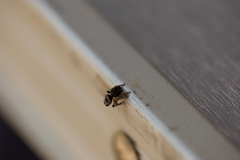 Maratus lobatus