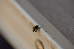 Maratus lobatus