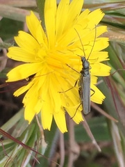 Oedemera virescens