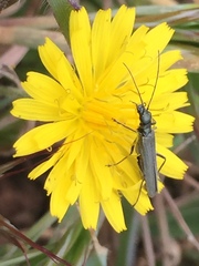 Oedemera virescens