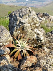 Aloe suprafoliata image