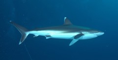 Carcharhinus albimarginatus