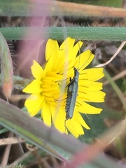 Oedemera virescens