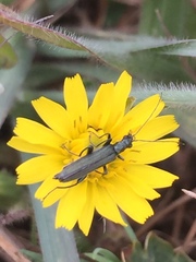Oedemera virescens