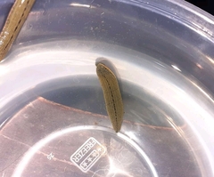 Hirudinaria manillensis