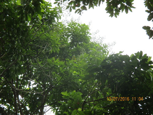 Vochysia guatemalensis - Whole tree