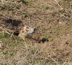 Spermophilus erythrogenys