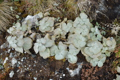 Eriophyton wallichii