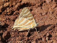 Cigaritis schistacea