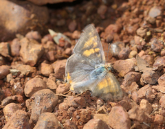 Cigaritis schistacea