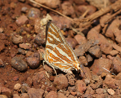 Cigaritis schistacea