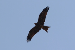 Milvus migrans govinda