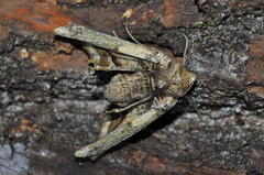 Geometridae