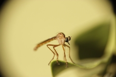 Neoderomyia fulvipes