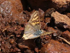 Cigaritis schistacea