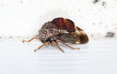 Cyrtolobus tuberosus