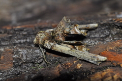 Geometridae