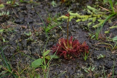 Drosera tomentosa