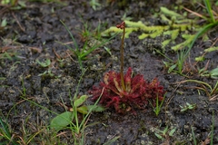 Drosera tomentosa