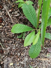 Tetracera