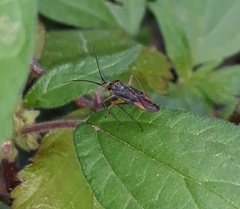 Closterotomus